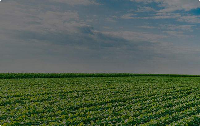 Cultivos en un lote agrícola